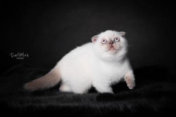 images/Katzen/thumbs/DSC_2885.jpg