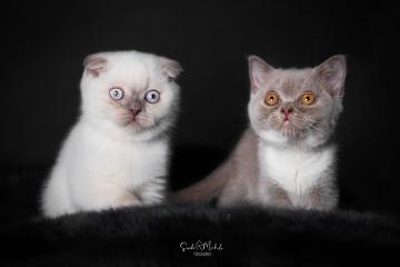 images/Katzen/thumbs/DSC_2886.jpg