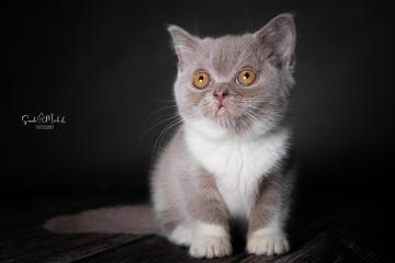 images/Katzen/thumbs/DSC_2887.jpg