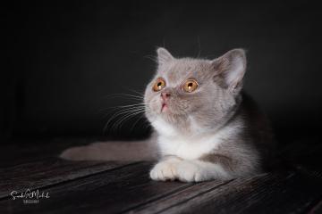 images/Katzen/thumbs/DSC_2888.jpg