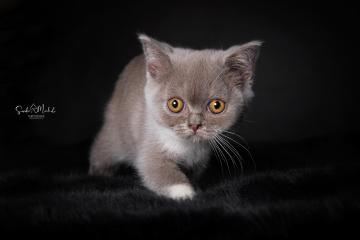 images/Katzen/thumbs/DSC_2889.jpg