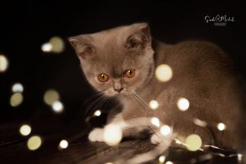 images/Katzen/thumbs/DSC_2890.jpg