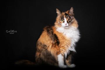 images/Katzen/thumbs/DSC_28901.jpg