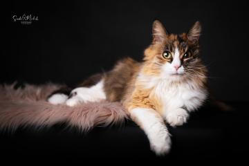 images/Katzen/thumbs/DSC_28902.jpg
