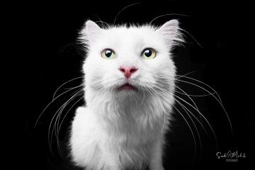images/Katzen/thumbs/DSC_2891.jpg