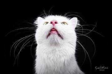 images/Katzen/thumbs/DSC_2892.jpg