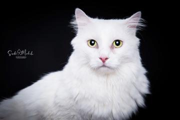 images/Katzen/thumbs/DSC_2893.jpg