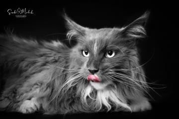 images/Katzen/thumbs/DSC_2894.jpg