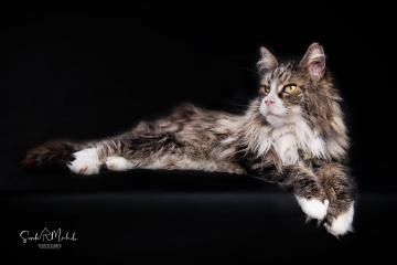images/Katzen/thumbs/DSC_2895.jpg
