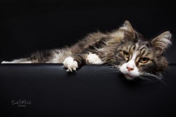 images/Katzen/thumbs/DSC_2896.jpg
