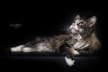 images/Katzen/thumbs/DSC_2897.jpg