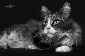 images/Katzen/thumbs/DSC_2898.jpg