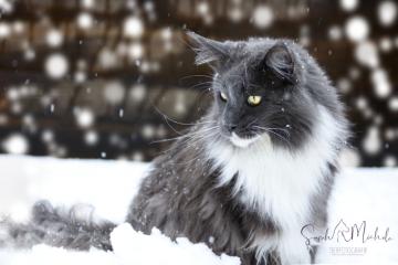 images/Katzen/thumbs/DSC_2900.jpg