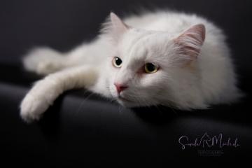 images/Katzen/thumbs/DSC_3002.jpg