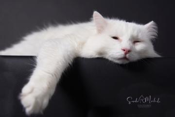images/Katzen/thumbs/DSC_3003.jpg