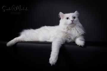 images/Katzen/thumbs/DSC_3004.jpg