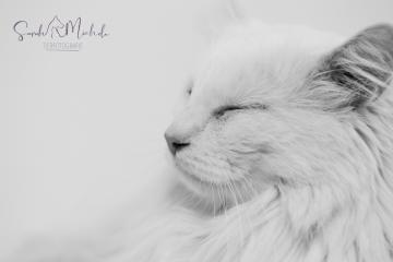 images/Katzen/thumbs/DSC_3040.jpg