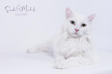 images/Katzen/thumbs/DSC_3044.jpg