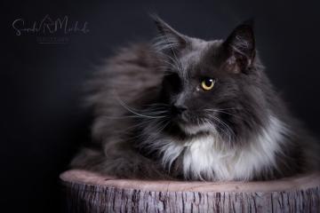 images/Katzen/thumbs/DSC_4140.jpg