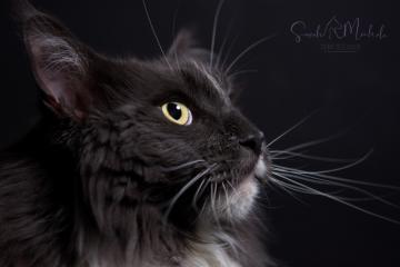 images/Katzen/thumbs/DSC_4141.jpg
