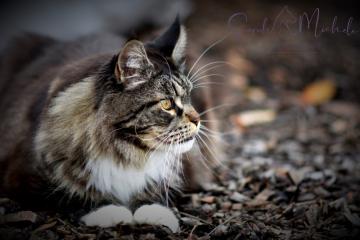images/Katzen/thumbs/Home6.jpg