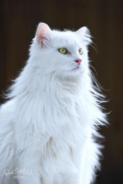 images/Katzenhoch/IMG_2478.jpg